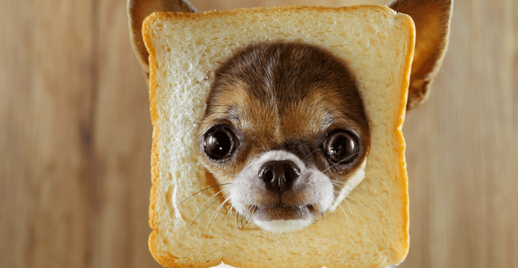 Can dogs eat sourdough bread