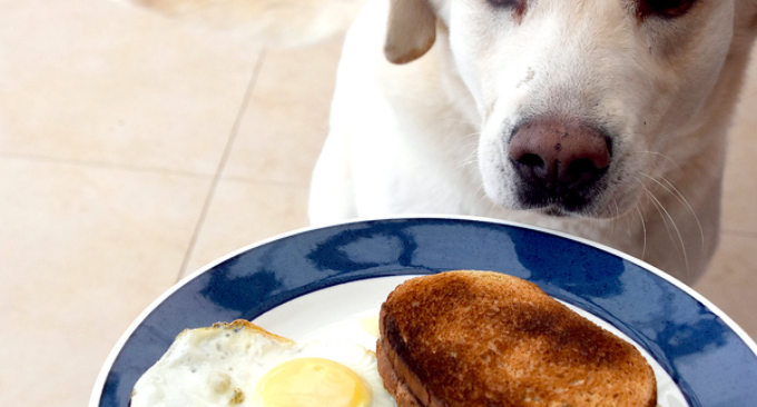 What Happens if My Dog Eats Sourdough Bread?